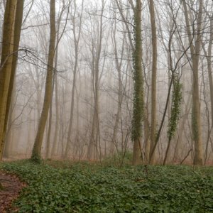 Wald im Nebel...... Sabine Schröder